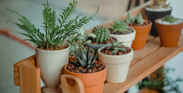 Plantas dentro de casa