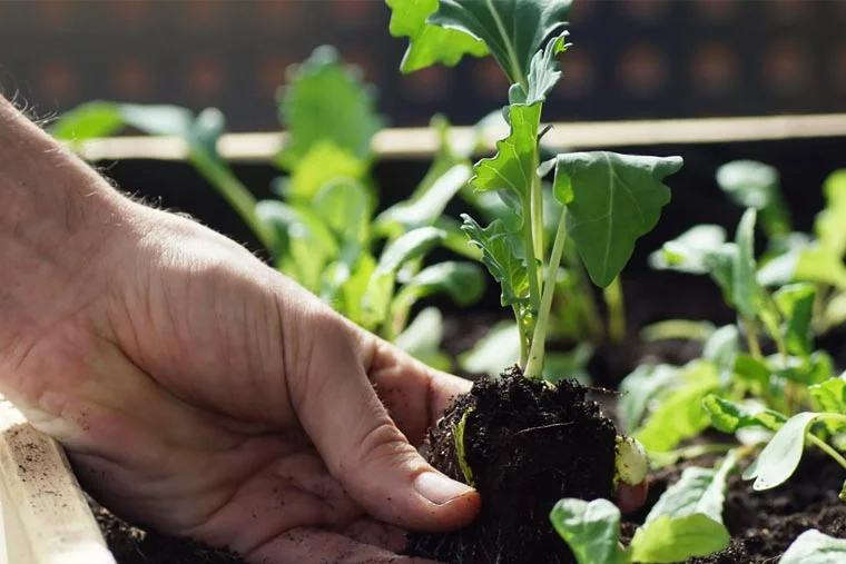 Close de uma mão plantando uma pequena muda com folhas verdes em solo escuro em um canteiro de jardim, cercada por outras plantas jovens.