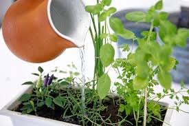 Uma mão despeja água de uma pequena jarra laranja sobre várias ervas verdes que crescem em um vaso retangular branco.